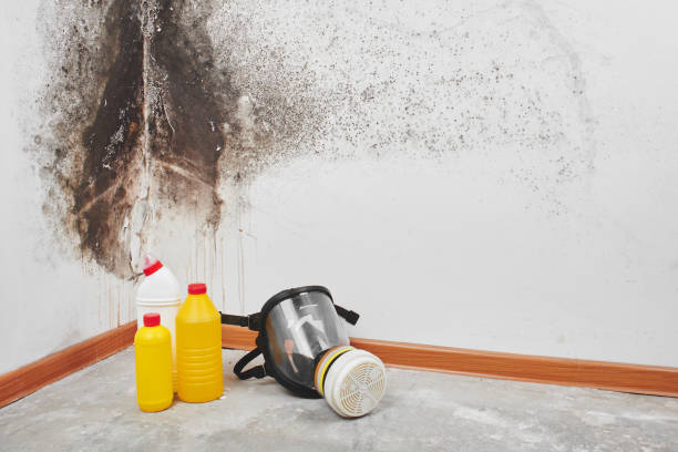 Best Attic Mold Removal  in Laguna Heights, TX