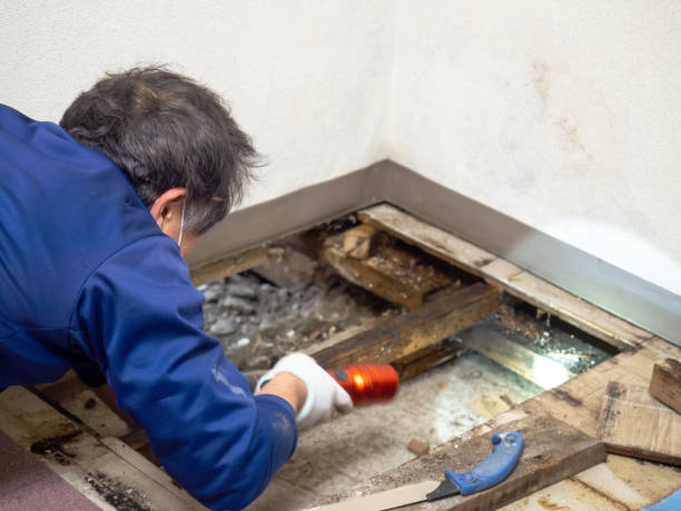 Best Best Mold Removal Companies  in Laguna Heights, TX