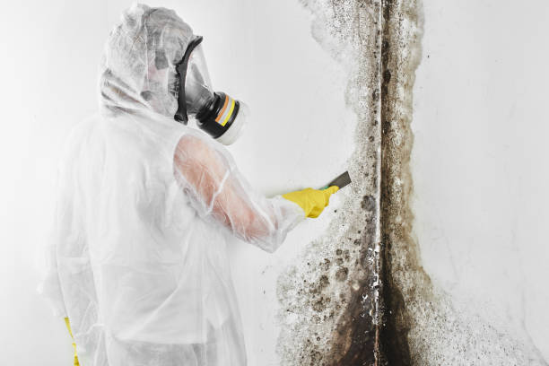 Best Emergency Mold Removal  in Laguna Heights, TX