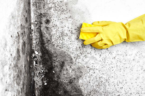 Mold Testing and Removal in Laguna Heights, TX