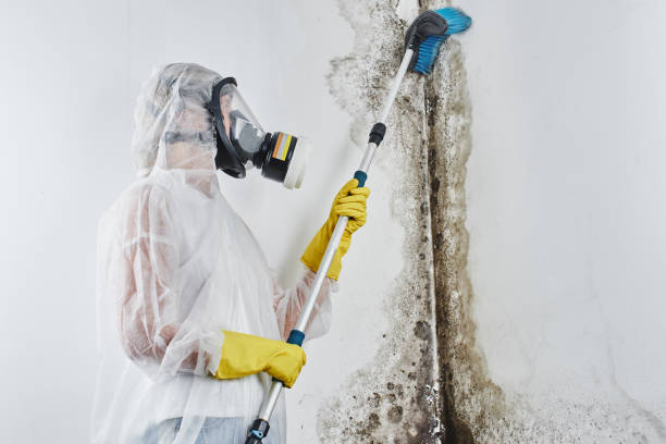 Best Black Mold Removal  in Laguna Heights, TX