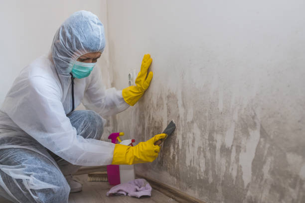 Reliable Laguna Heights, TX Mold Removal Solutions