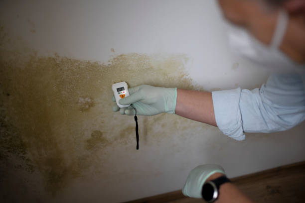 Home Mold Removal in Laguna Heights, TX
