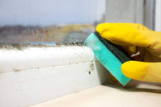 Best Local Mold Removal Service  in Laguna Heights, TX