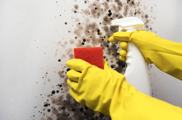 Best Residential Mold Removal  in Laguna Heights, TX