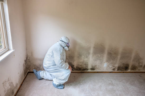 Best Mold Damage Repair  in Laguna Heights, TX
