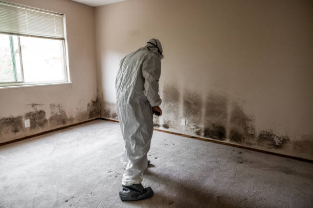Best Black Mold Removal  in Laguna Heights, TX