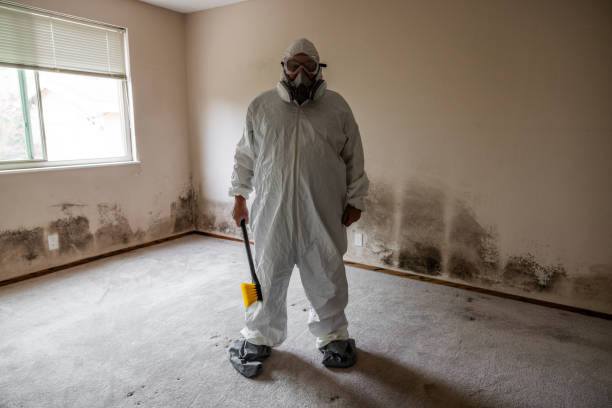 Attic Mold Removal in Laguna Heights, TX