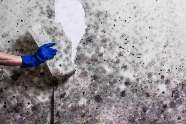 Mold Removal and Inspection in Laguna Heights, TX